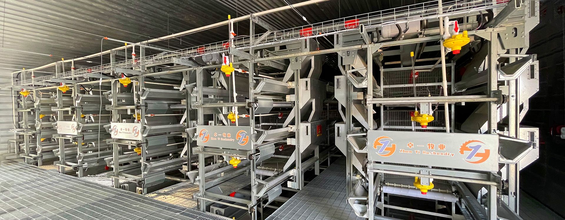 掌握蛋雞養(yǎng)殖要點，輕松進行飼養(yǎng)工作