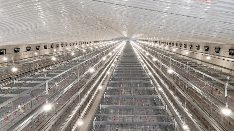 使用肉雞設(shè)備，這些問題要重視！