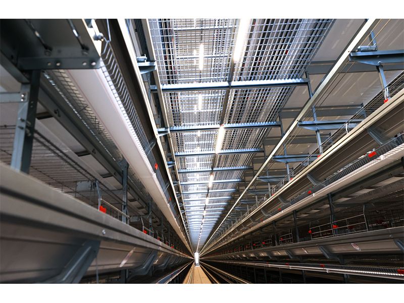 111萬(wàn)只雞被撲殺！日本禽流感帶給我們的啟示