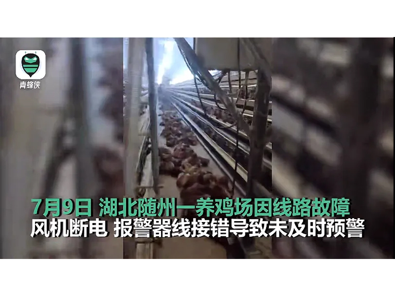 4000只雞被熱死！湖北養(yǎng)雞場停電故障給我們的啟示