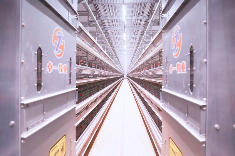 超高層養(yǎng)殖雞一般要喂什么樣的飼料呢？