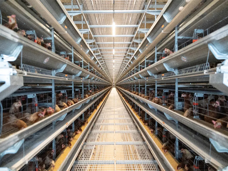 秋季養(yǎng)雞，如何做好雞舍的通風(fēng)管理工作？