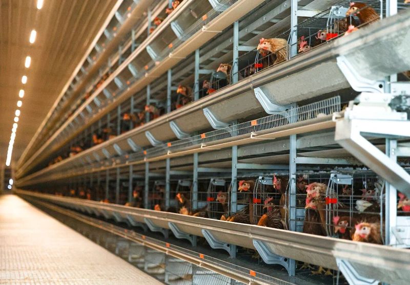 高溫來襲，趕緊去看看你家的雞咋樣了！